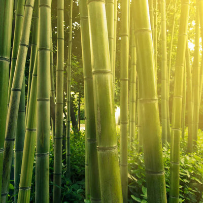 Silica (from Bamboo Extract) — 140mg