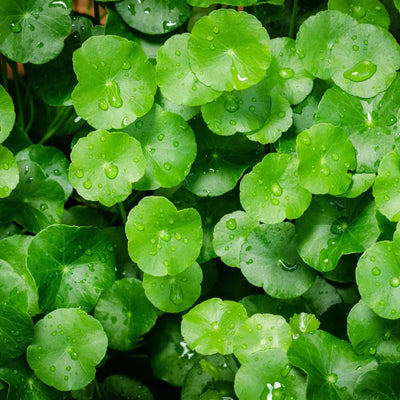 Gotu Kola Extract — 250mg